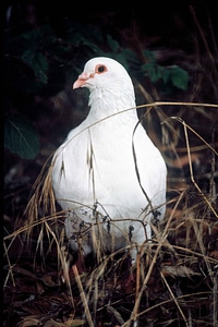 Bird rock white