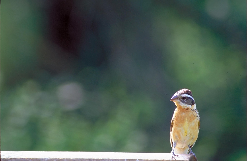 Bird black Hesperiphona vespertina