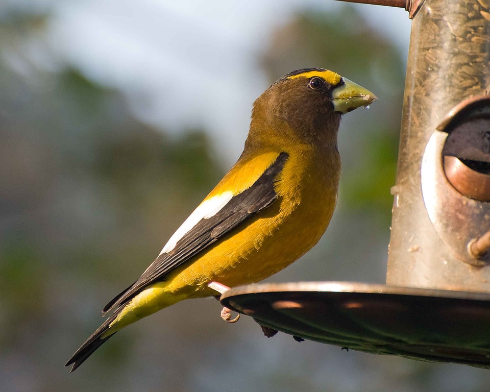 Bird evening evening grosbeak
