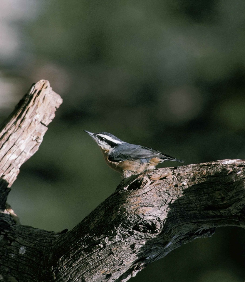 Bird red Sitta sittidae