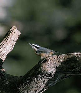 Bird red Sitta sittidae