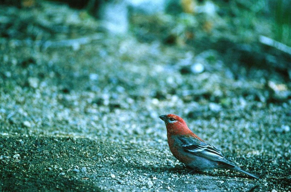 Background bird flight