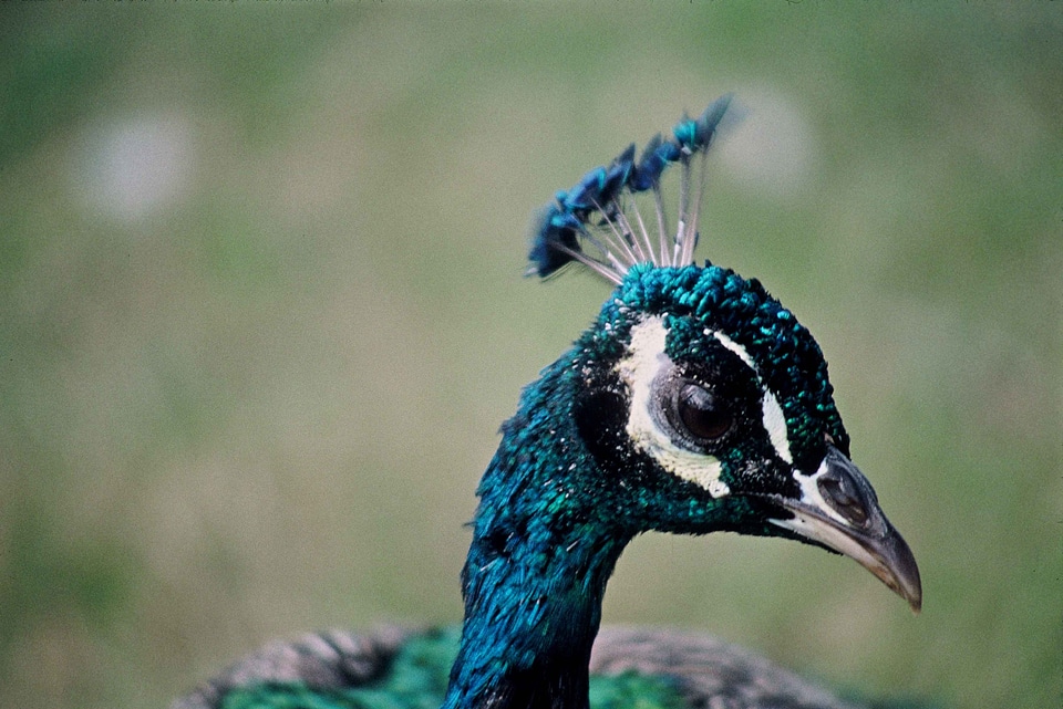 Bird peacock photo