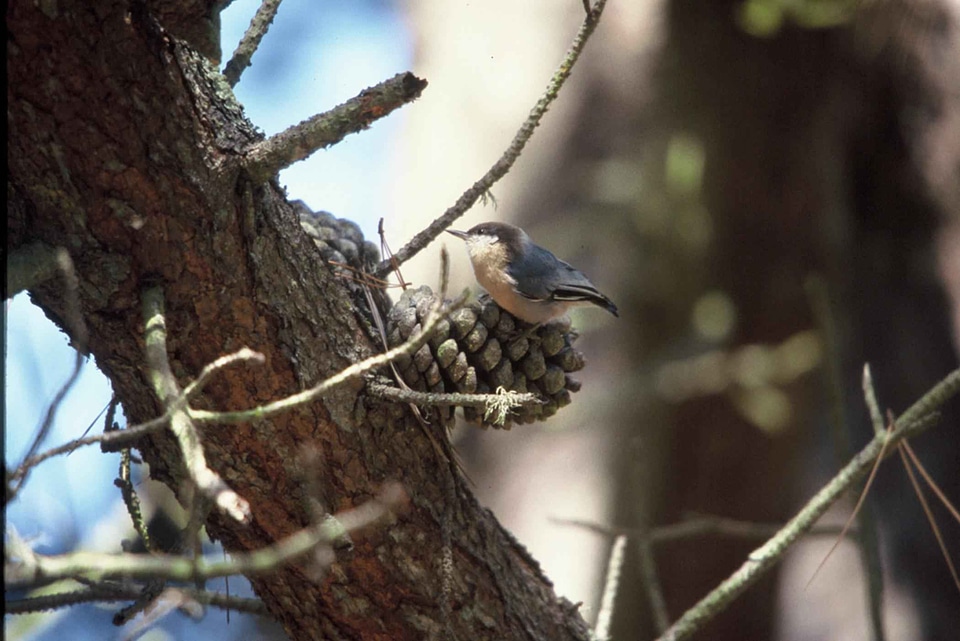 Bird cone Sitta sittidae