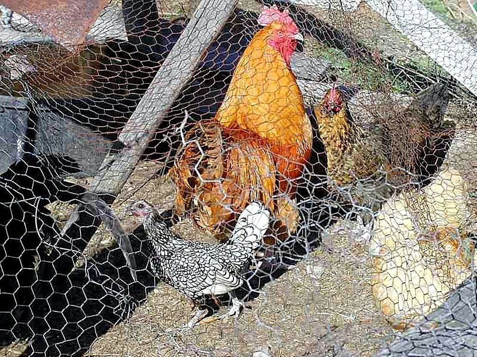 Animal bird chickens