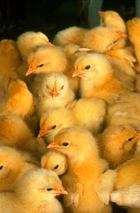 Baby chicken chickens