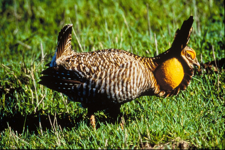 Bird chicken prairie photo