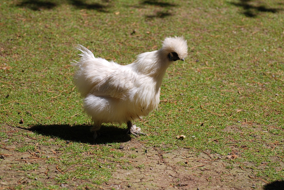 Bantam chicken photo