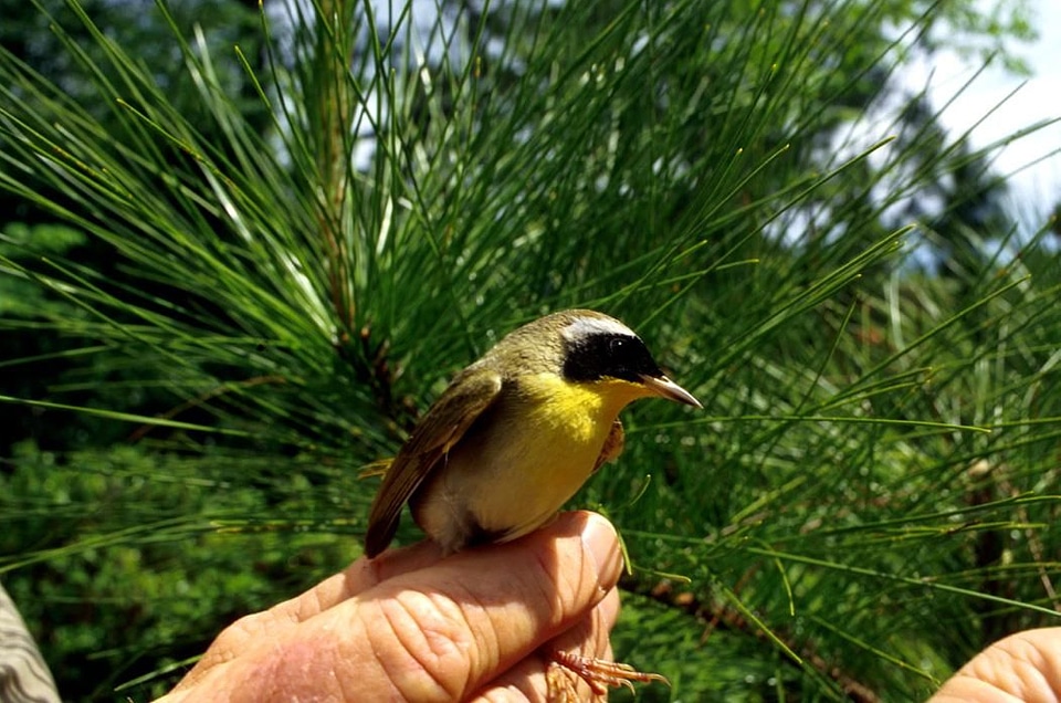 Bird Geothlypis trichas 
