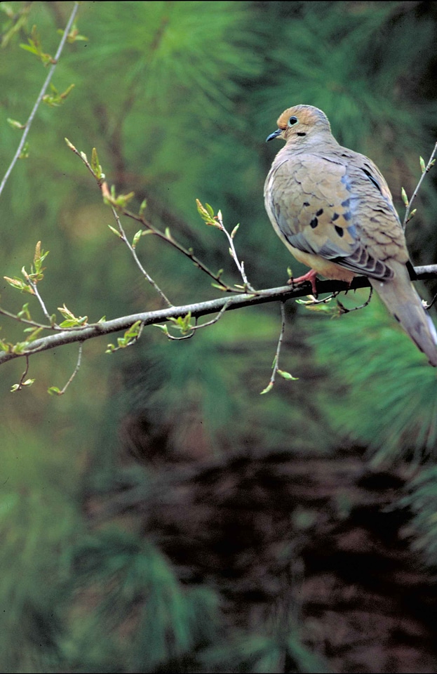Bird bouquet dove