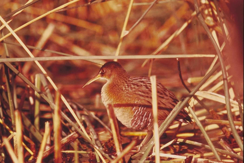 Bird clapper rail