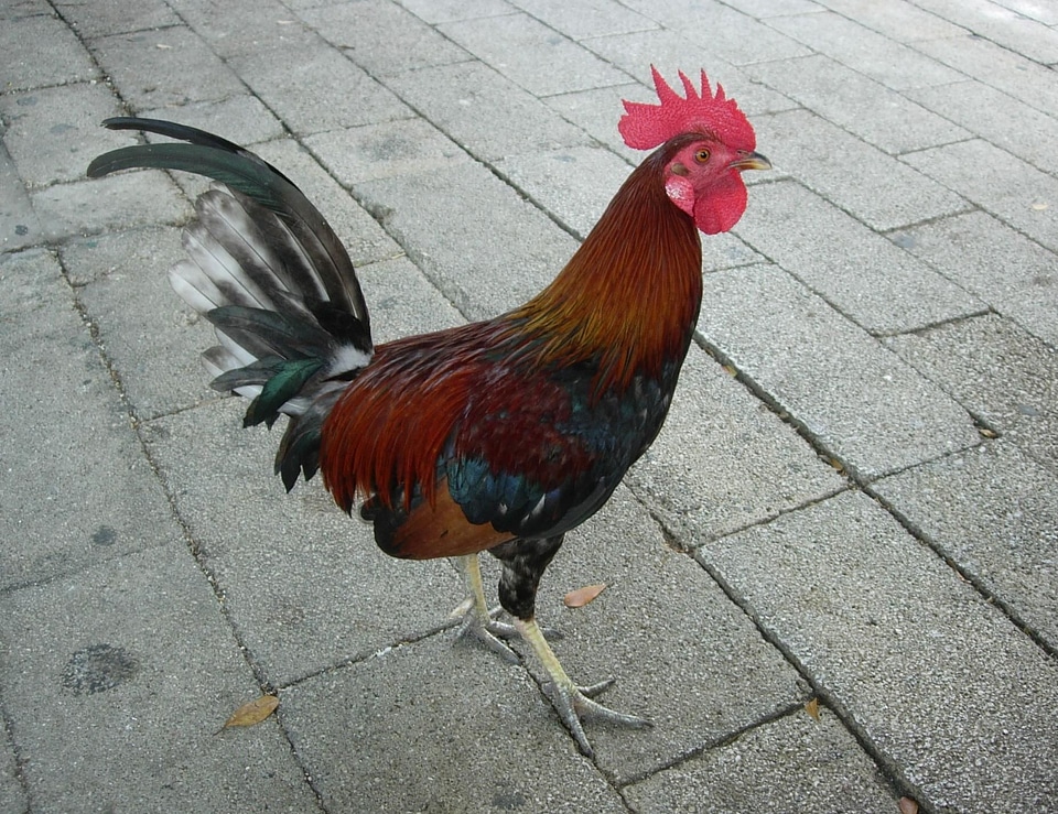 Animal bantam bird
