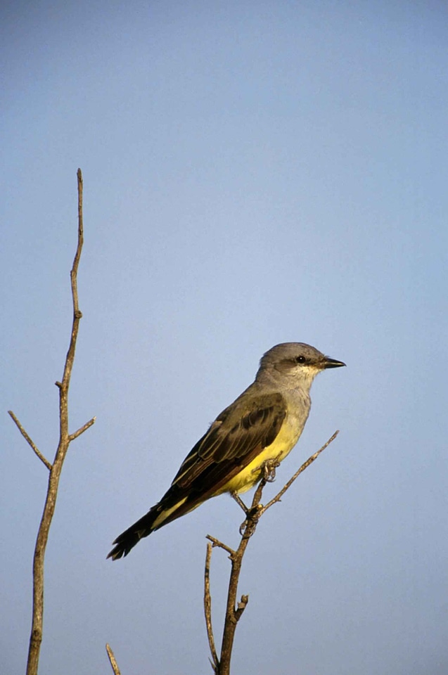 Tyrannus Albogularis western wren