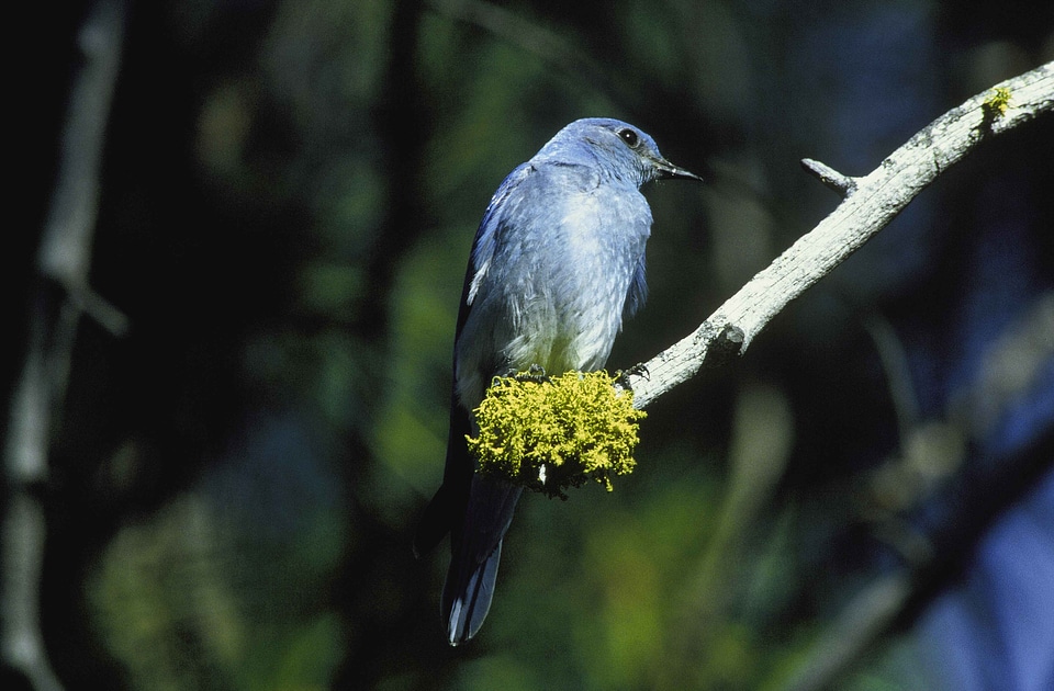 Bird bouquet mountain