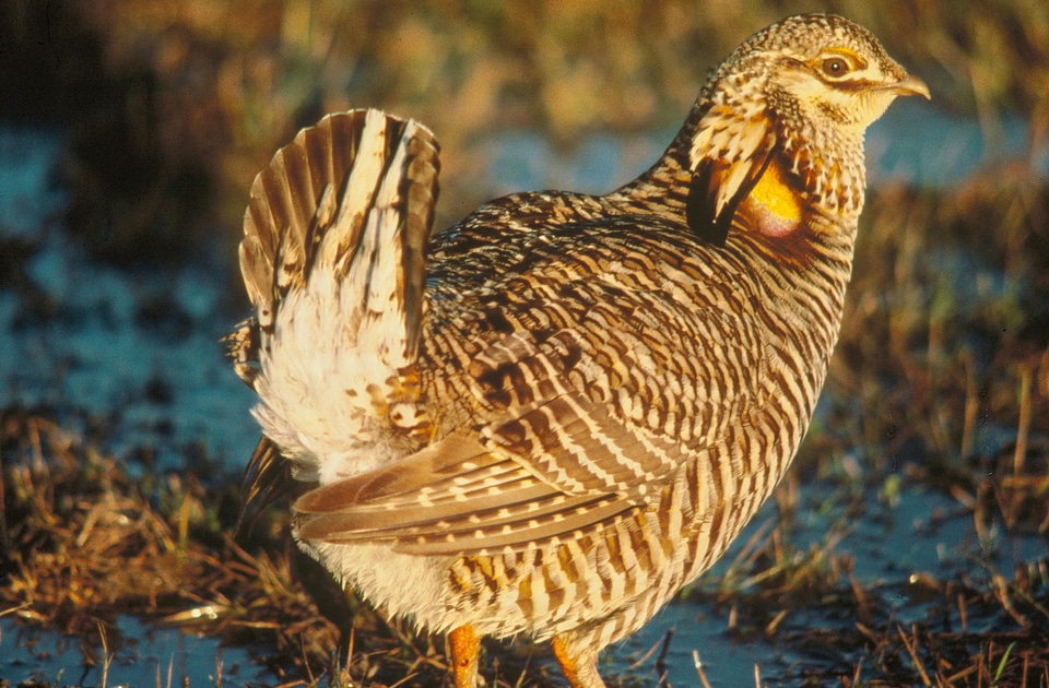 Chicken prairie prairie chicken photo