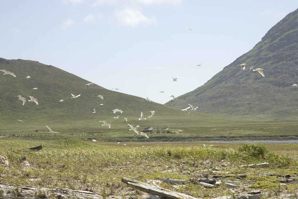 Bird flight white