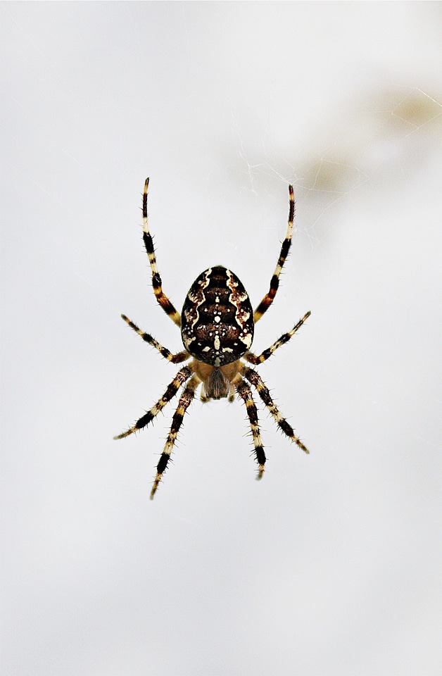 Close up spider macro nature
