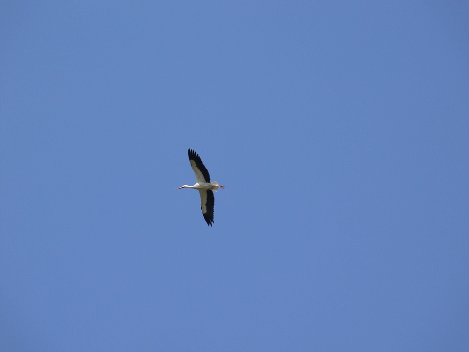 Bird Ciconia ciconia white