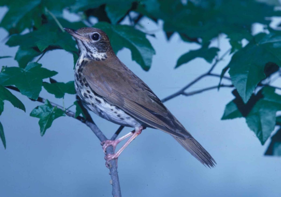 Bouquet lumber song bird