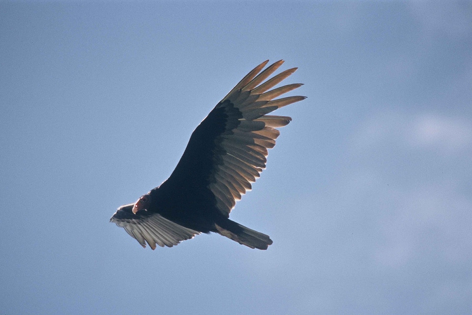 Account bird carrion