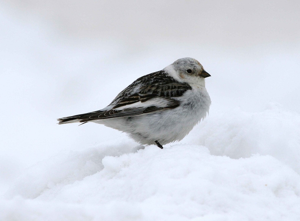 Bird Emberiza schoeniclus Plectrophenax nivalis