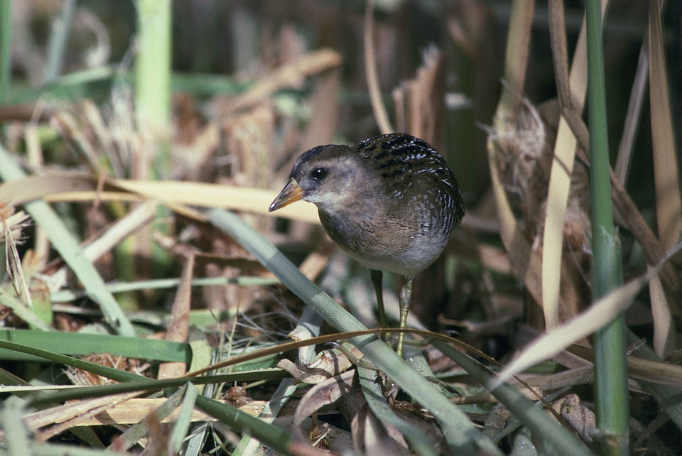 Bird going grass plants