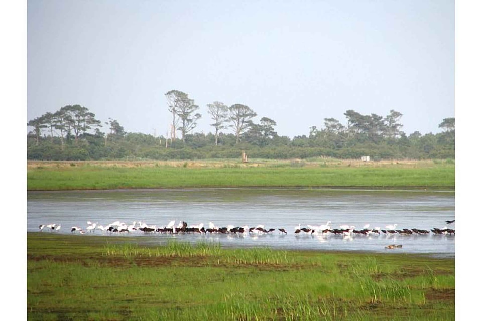 Aquatic Bird nature 
