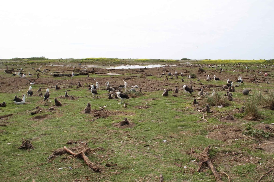 Area bird island