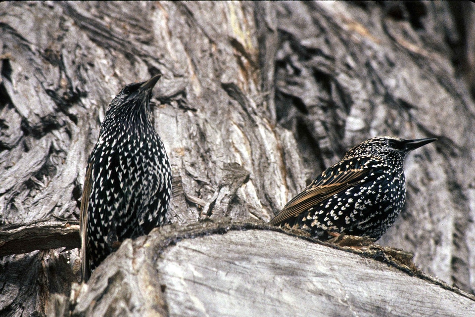 Bird Sturnus vulgaris 