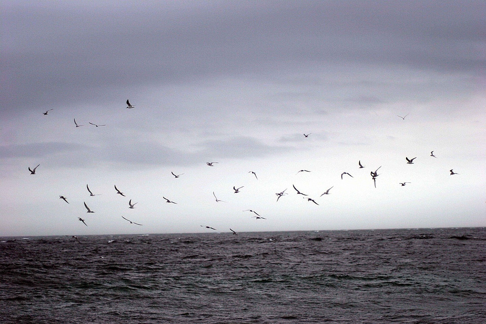 Ocean waves 