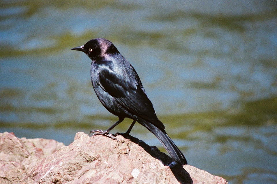 Bird black Sturnus vulgaris