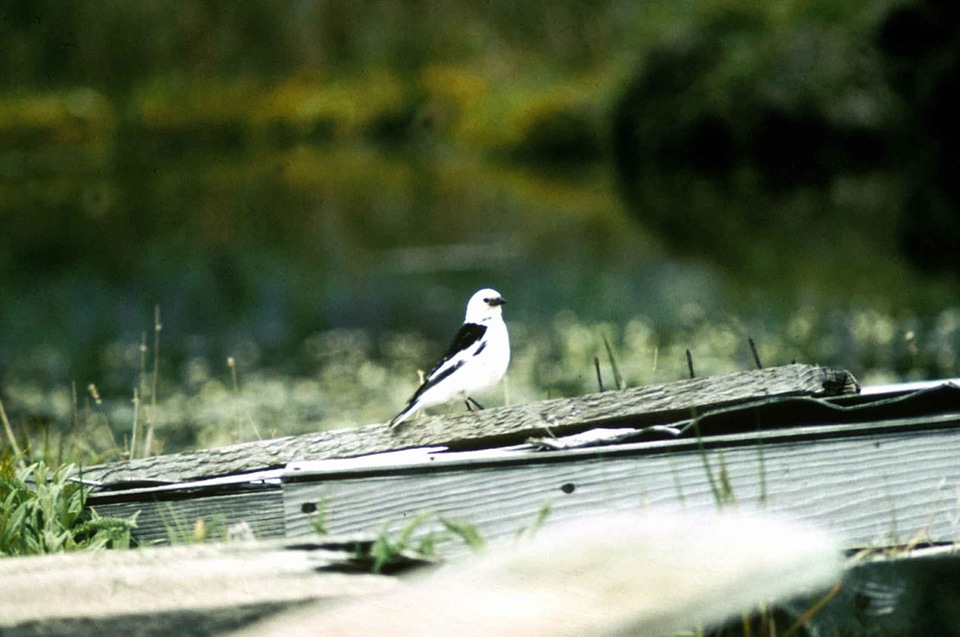 Emberiza Schoeniclus Plectrophenax nivalis snow