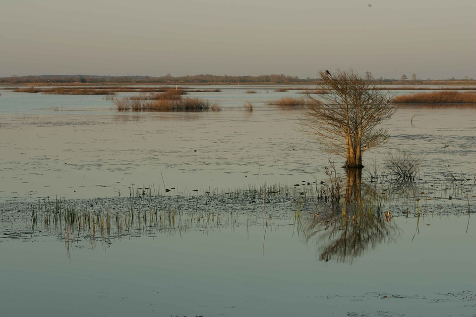 Aquatic bird crops