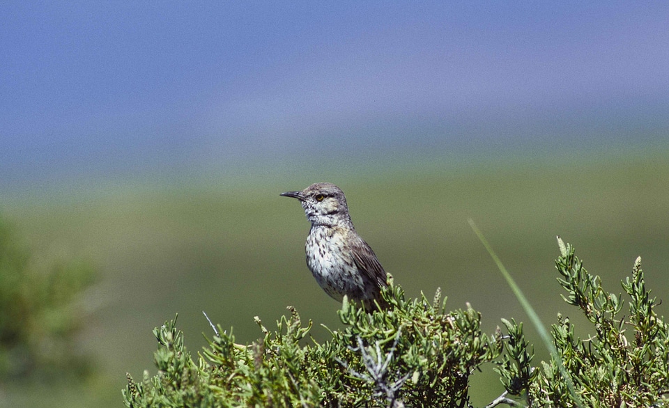 Probe Toxostoma rufum 