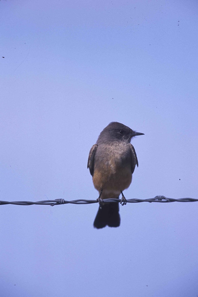 Bird passerine Sayornis tyrannidae
