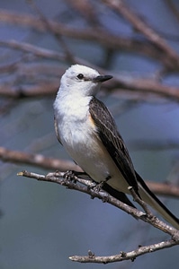 Bird close close-up photo