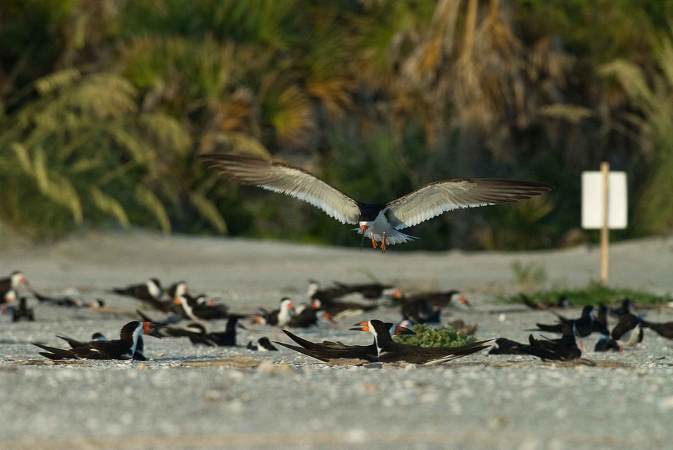 Bird landing phylum