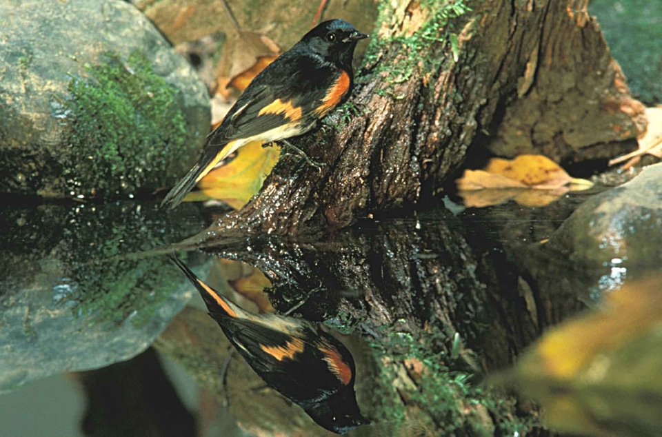 American bird redstart