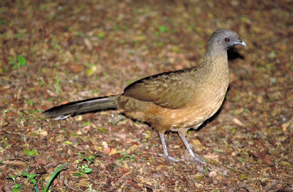 Bird chachalaca ebony