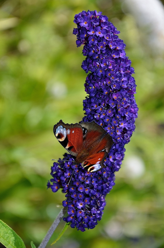Butterflies insects animal