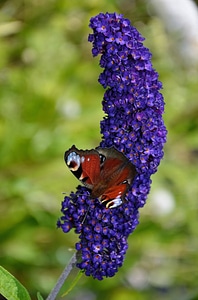Butterflies insects animal