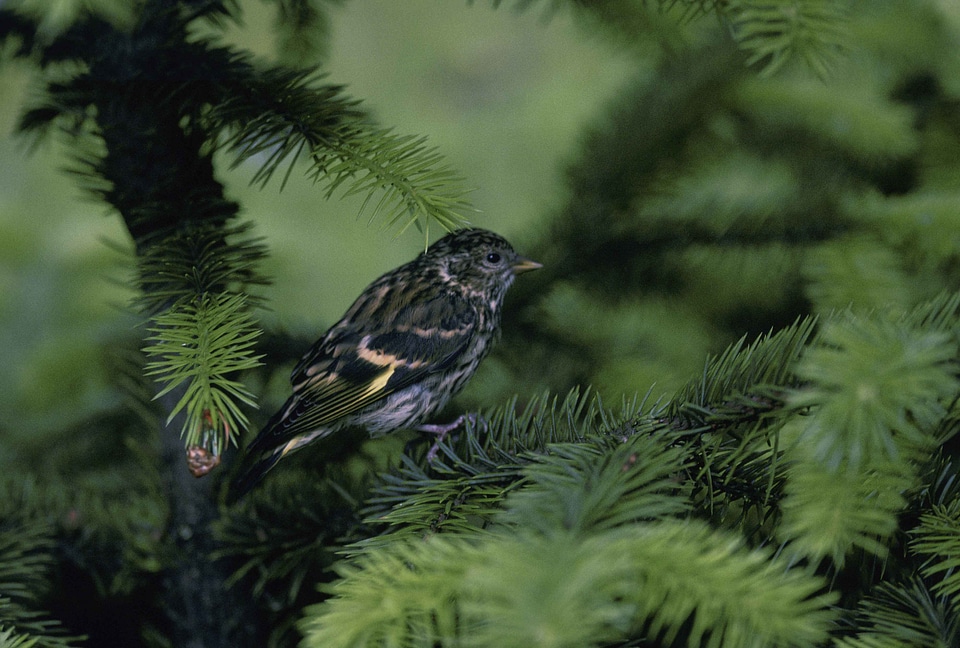 Bird bouquet pine