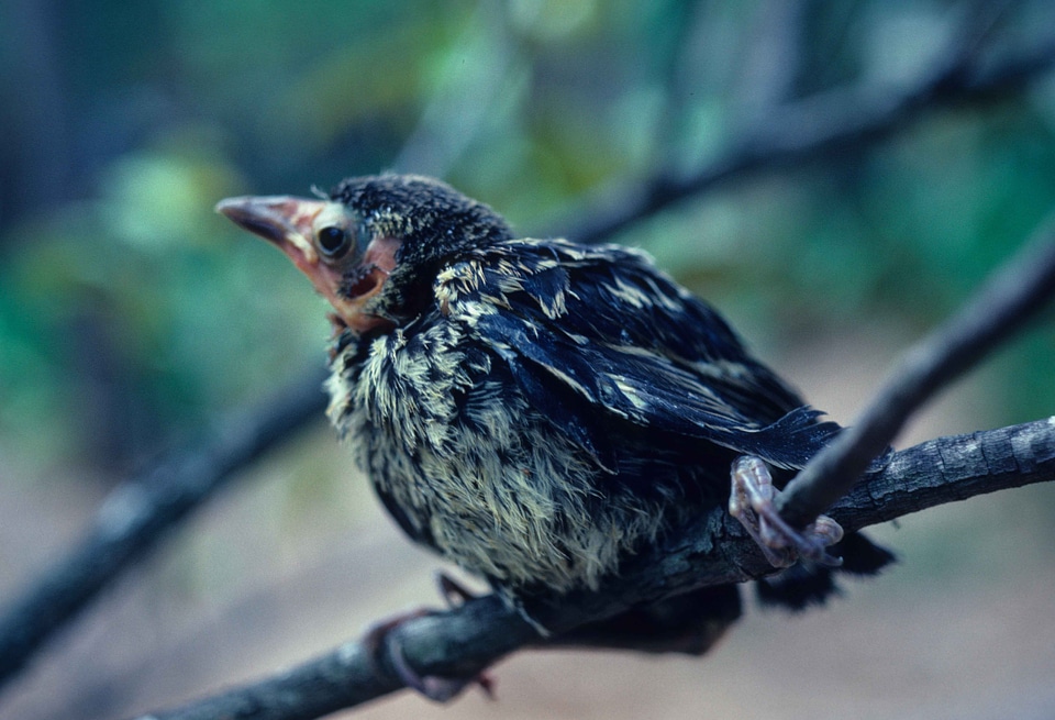 Bird Quiscalus quiscula 