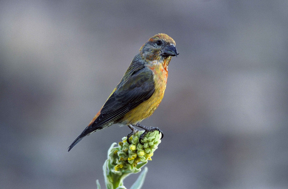 Bird close close-up
