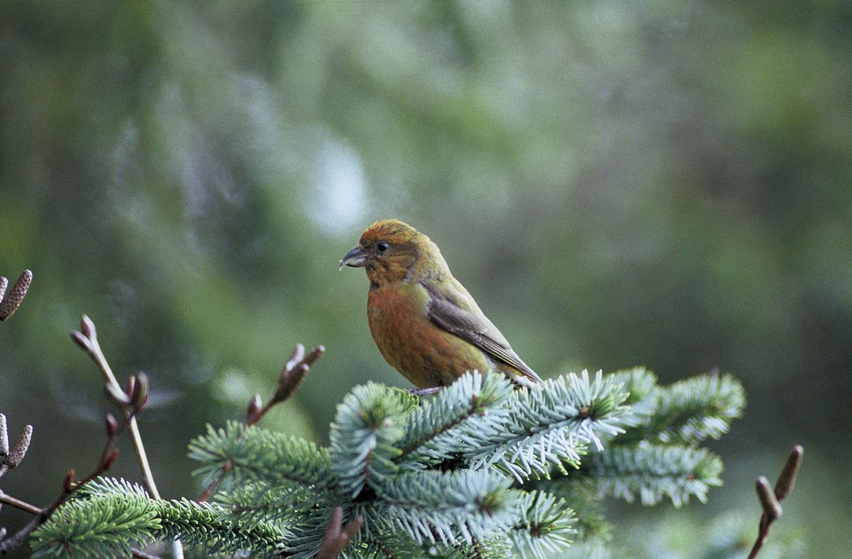 Bird Loxia fringillidae red photo