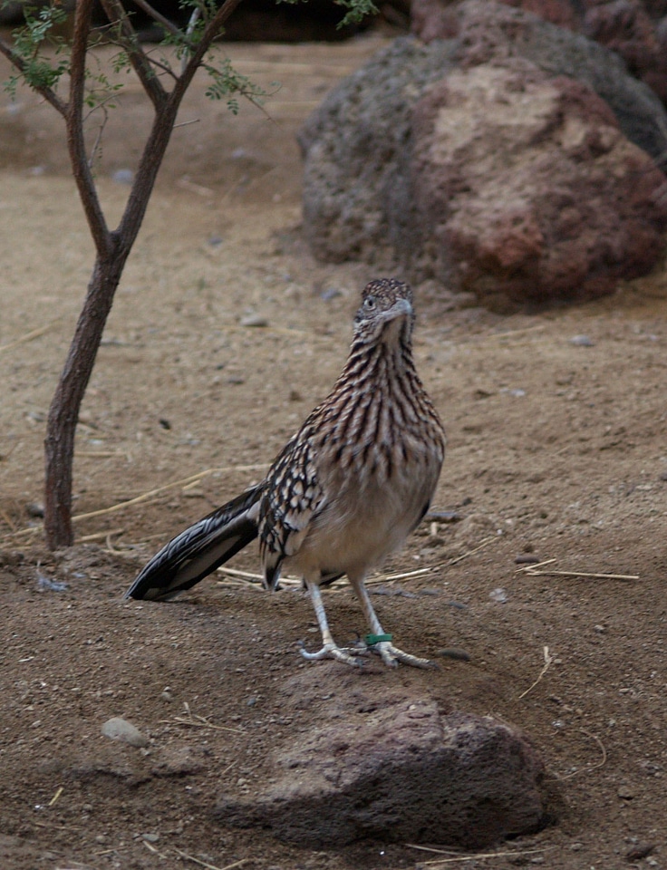 Desert pheasant 