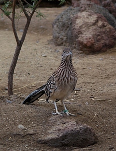 Desert pheasant 