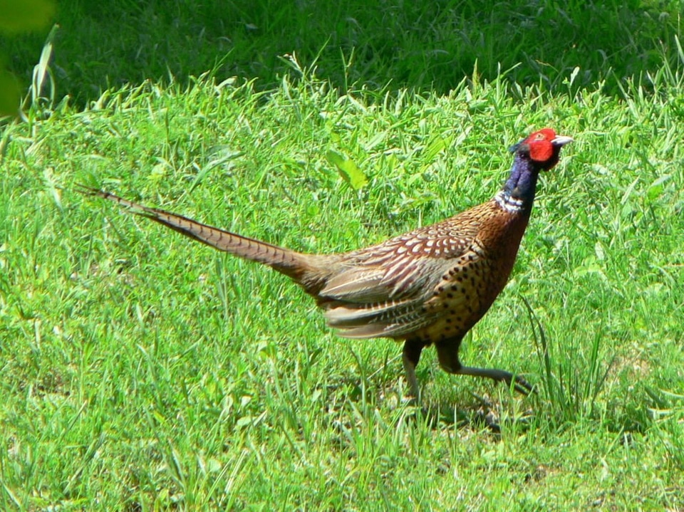 Pheasant  