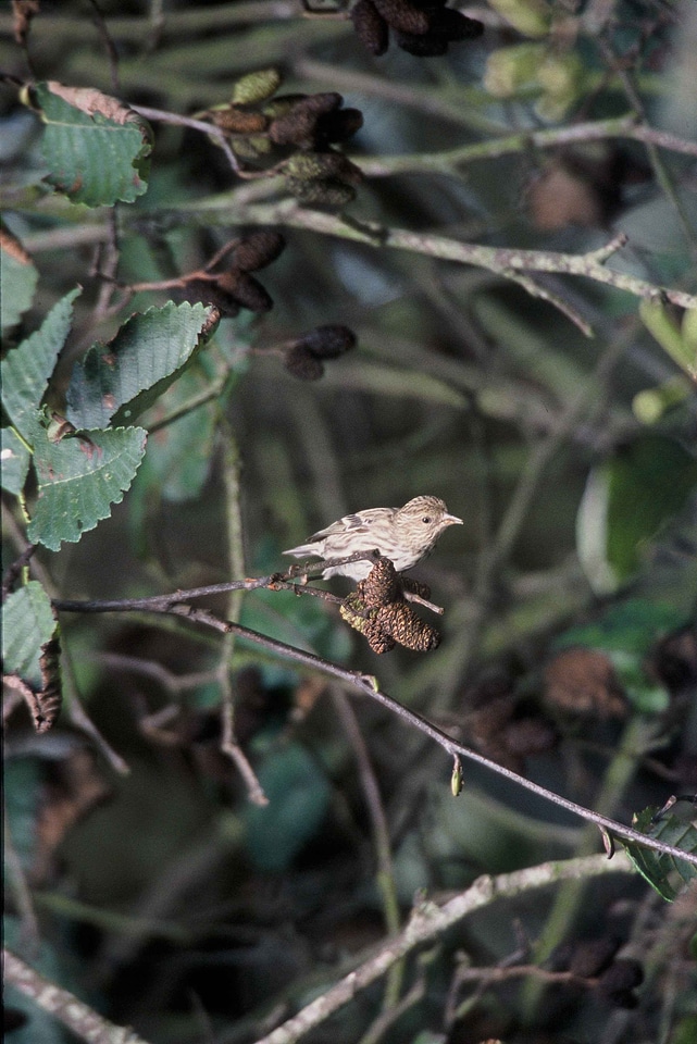 Bird pine pine siskin