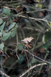 Bird pine pine siskin